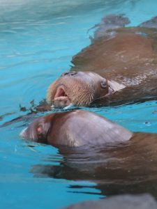 two walruses in pool