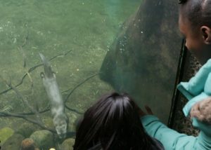 kids looking at otters
