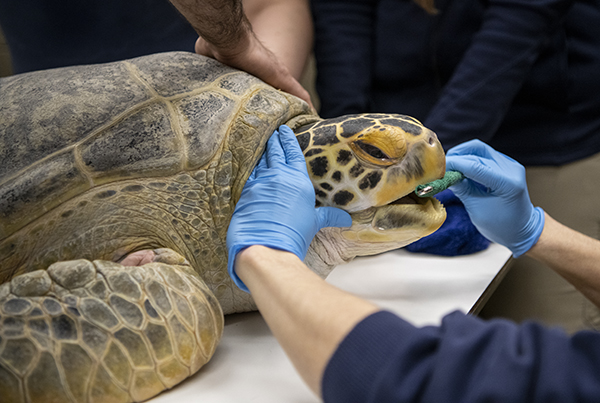 Veterinary staff checks sea turtle's mouth
