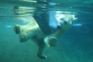 Boris the polar bear underwater