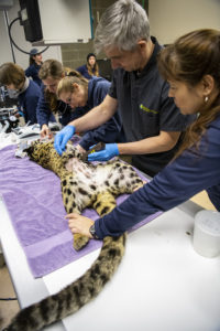 vets and clouded leopard exam