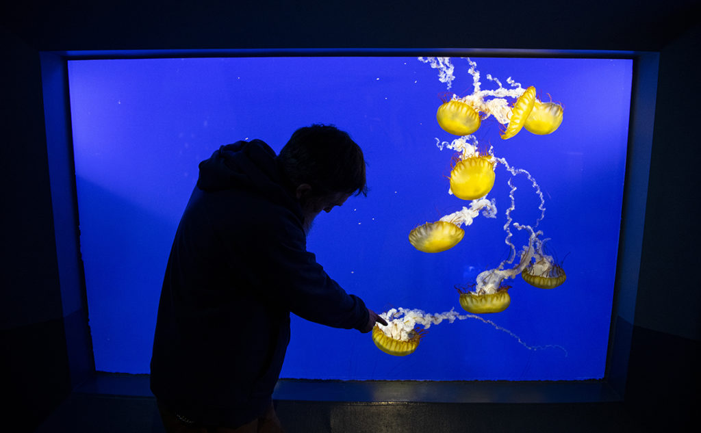 man near jellyfish tank
