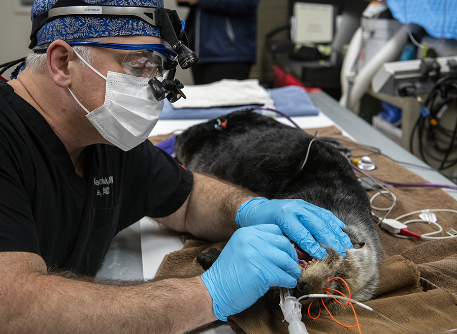 dentist working on a sea otter