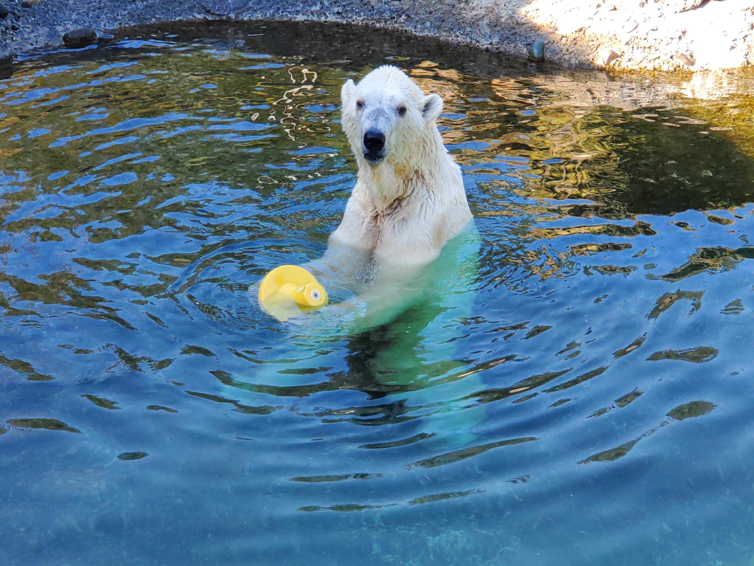 polar bear in pool