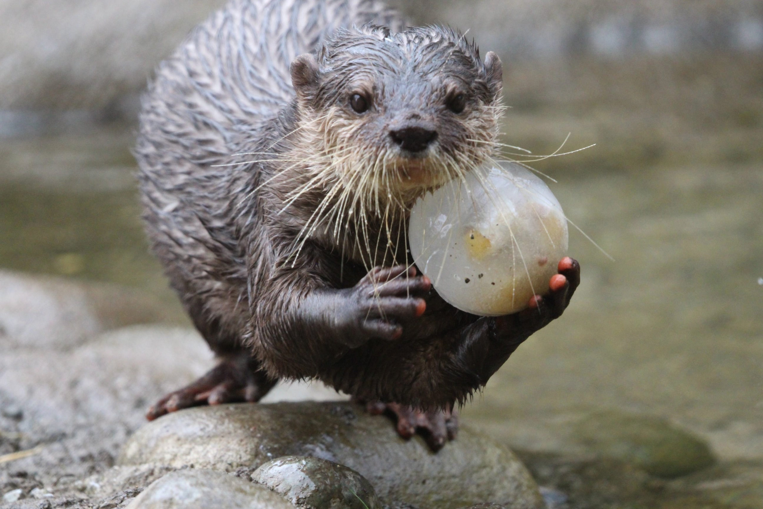 otter with treat