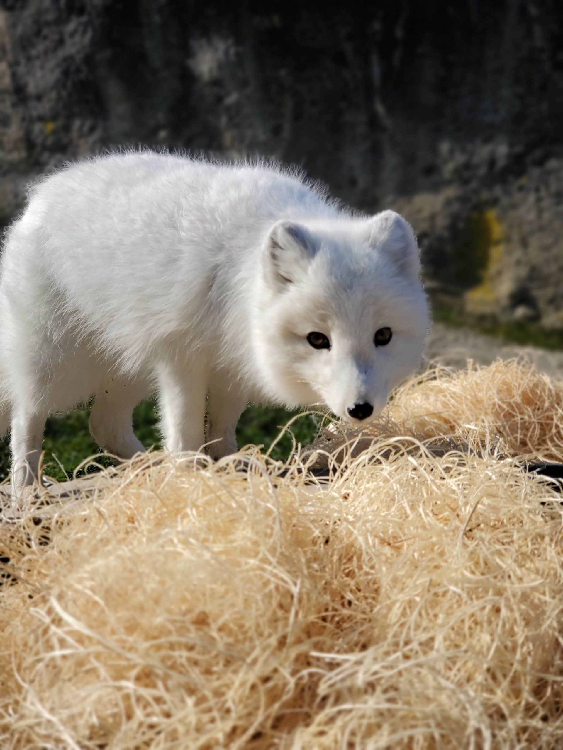 Arctic fox in wood wool