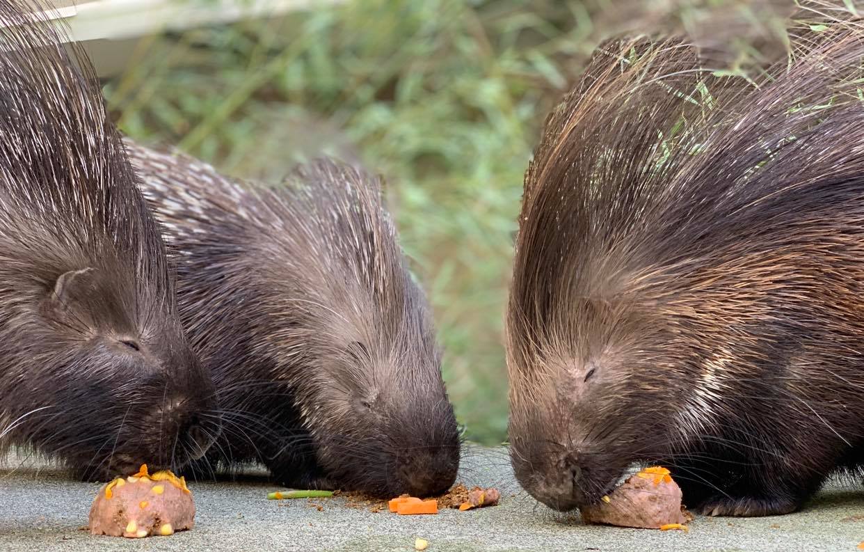 porcupines eating treats