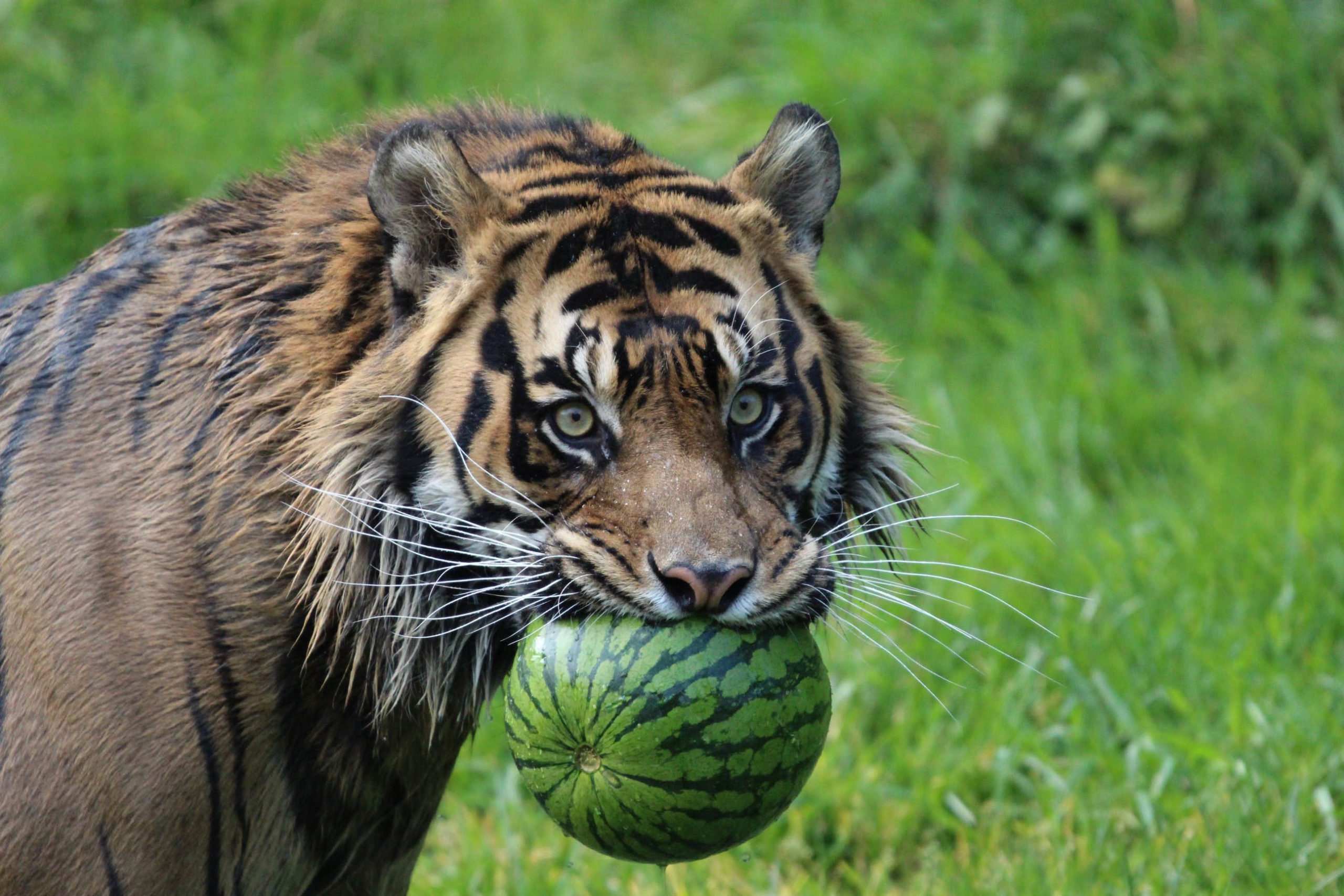 tiger and watermelon