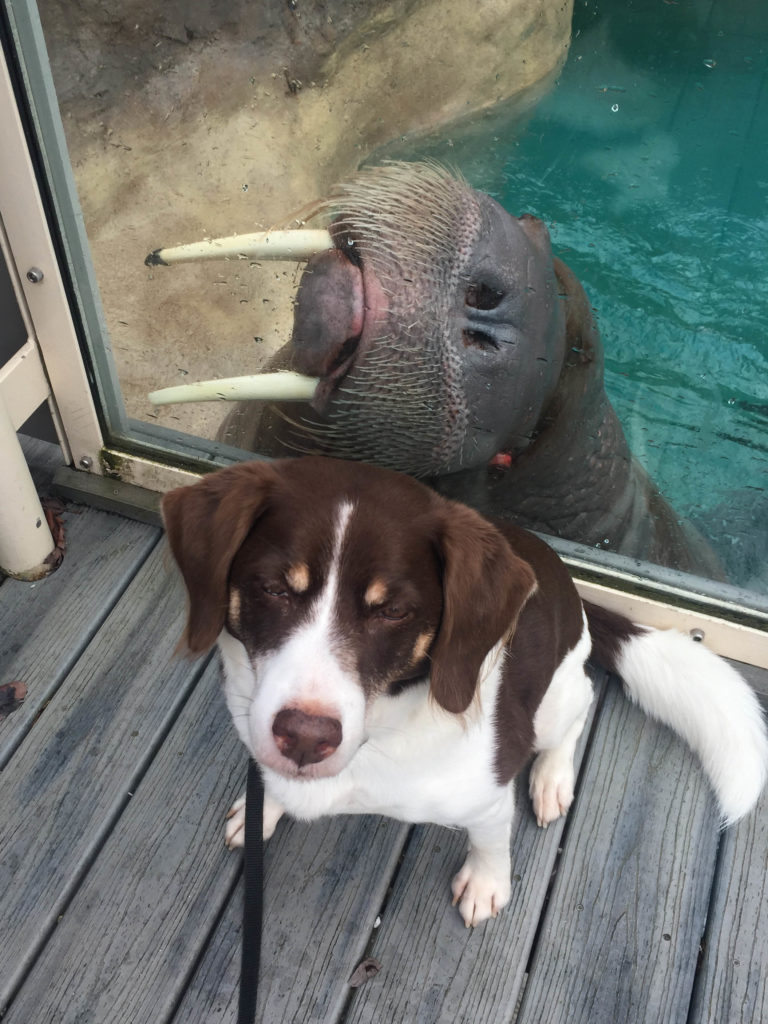 walrus and dog