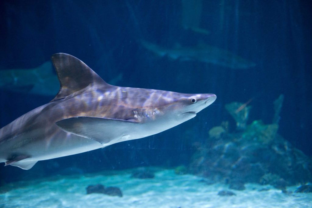 sandbar shark in outer reef