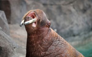 walrus open mouth
