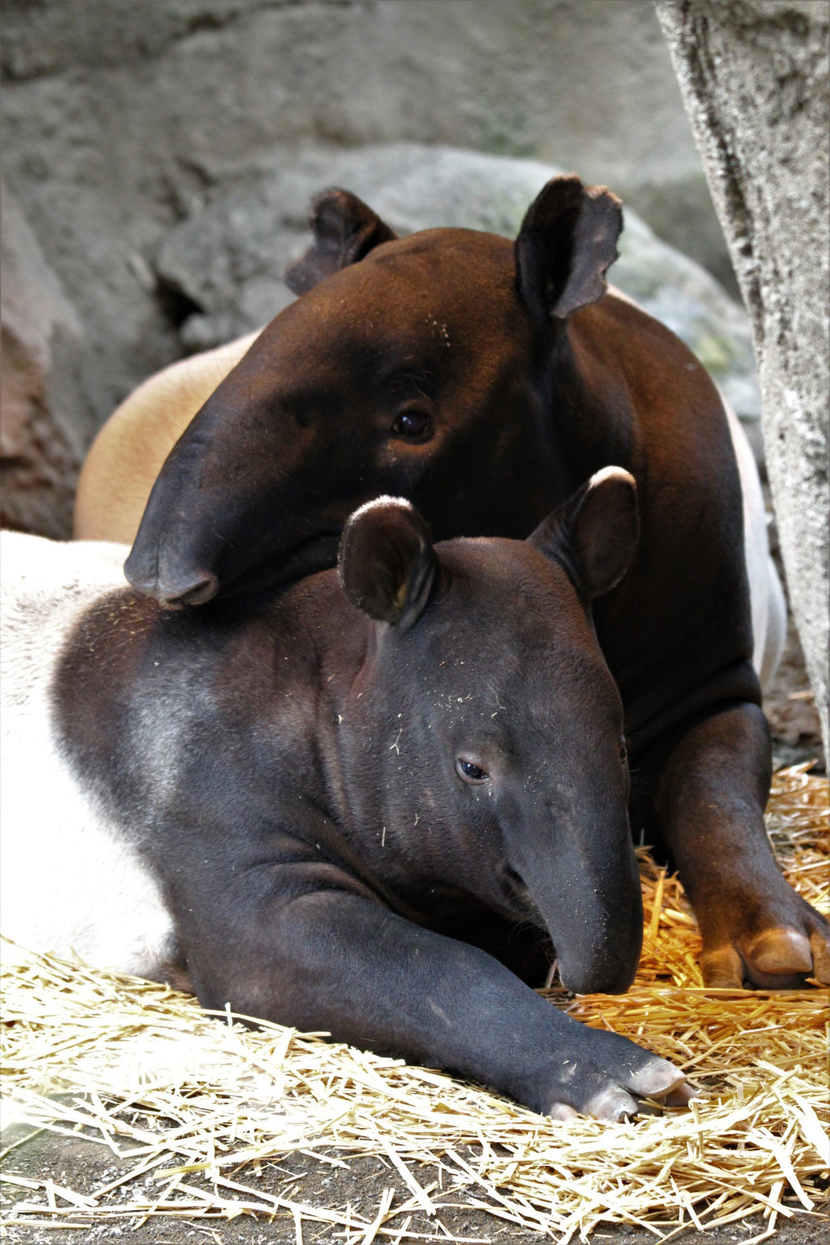 two tapirs
