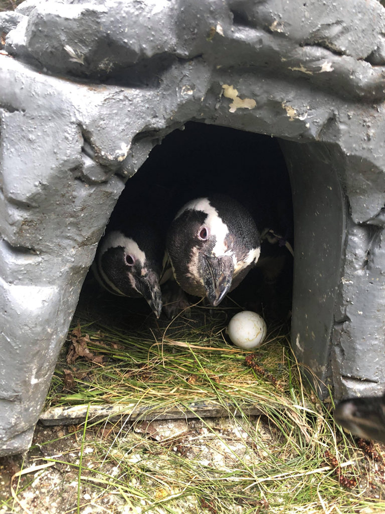 two penguins watch egg