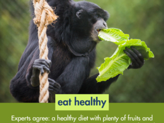 siamang eating lettuce