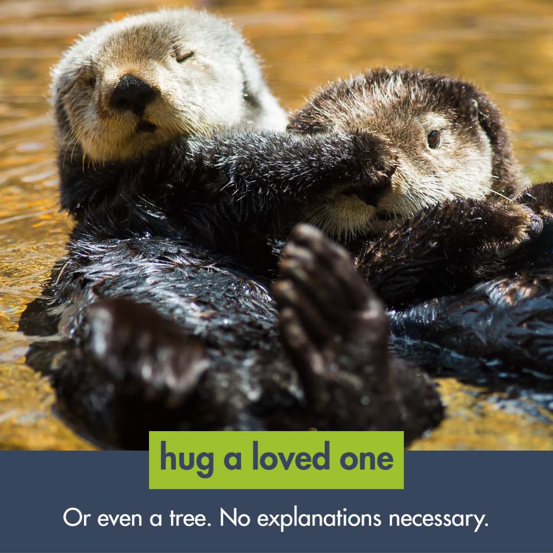 otters hugging