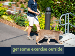 keeper walking lynx
