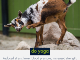 goat lifting leg