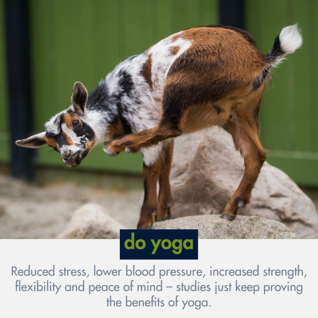 goat lifting leg