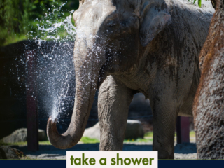 elephant in water