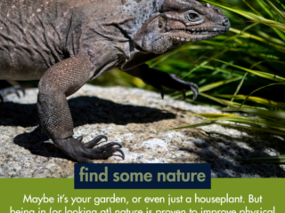 iguana in grass
