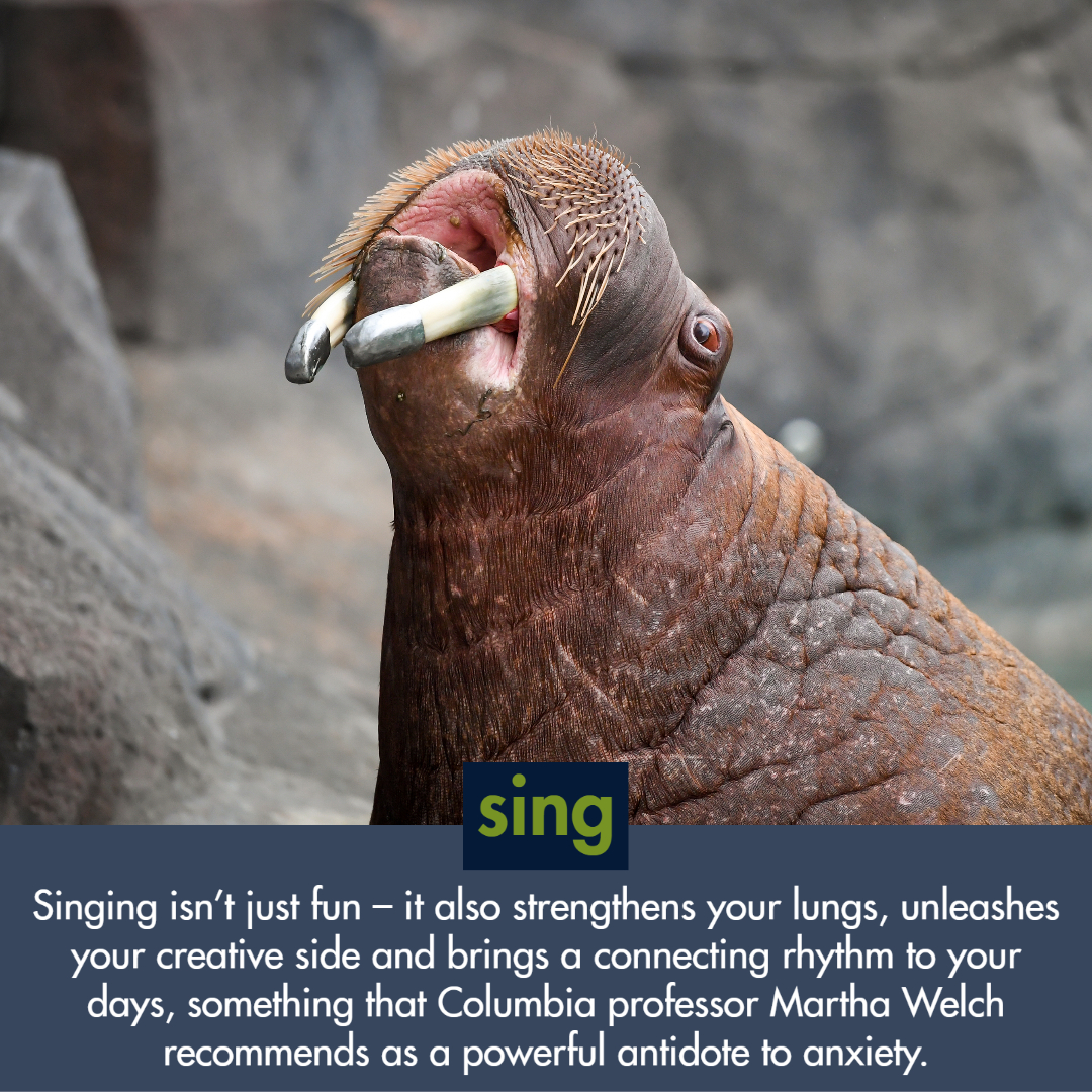 walrus singing