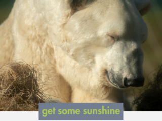 polar bear in the sun