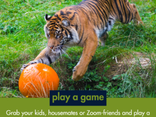 tiger playing with pumpkin