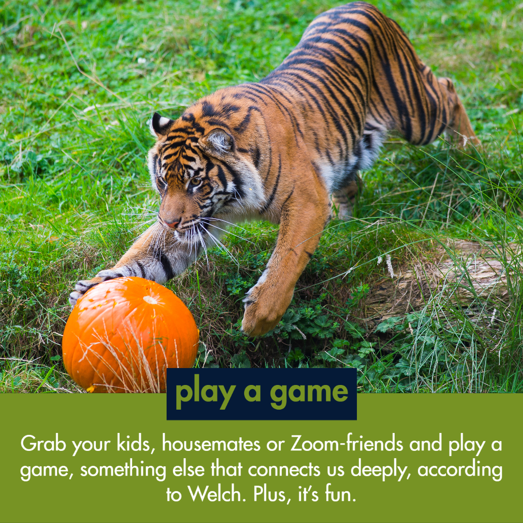 tiger playing with pumpkin