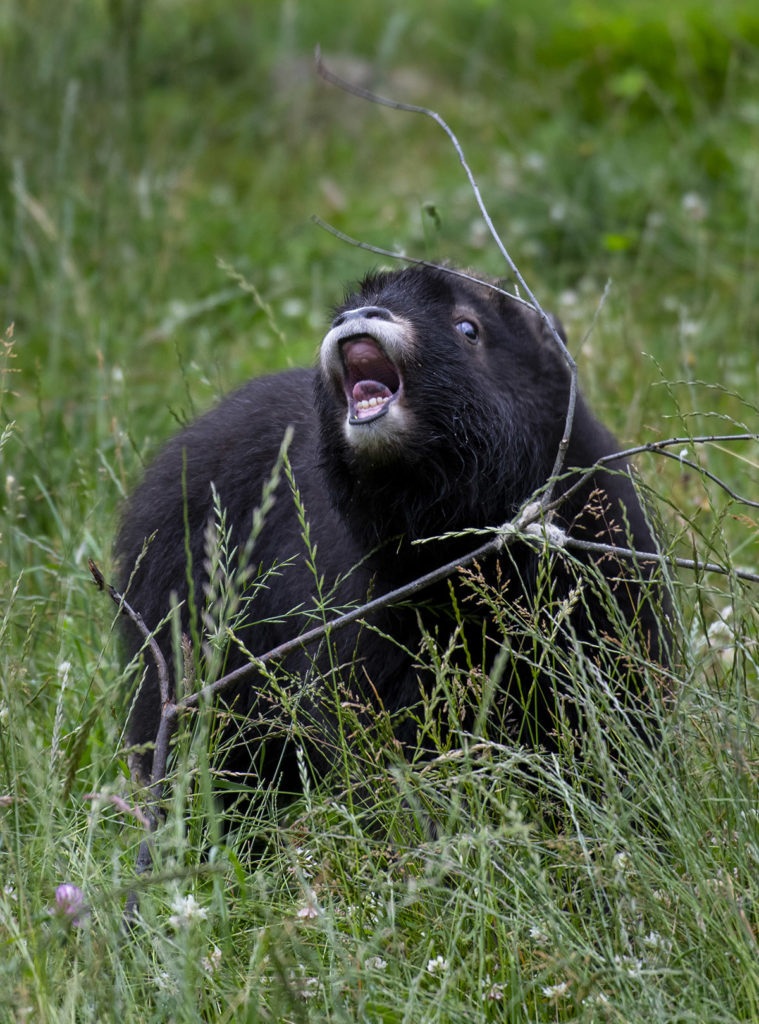muskox calf yawning