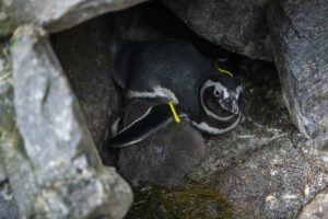 penguin chick under wing burrow