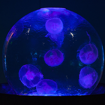 blue jelly globe