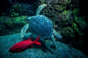 sea turtle swims next to fish