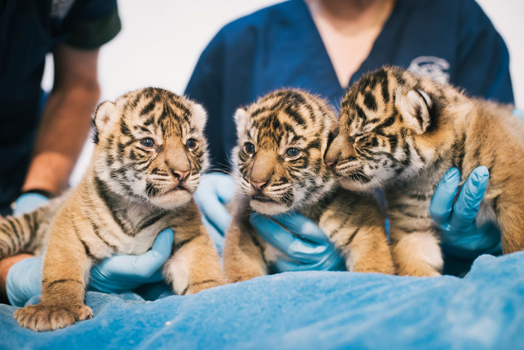 three tiger cubs in hands