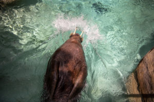 walrus back splash
