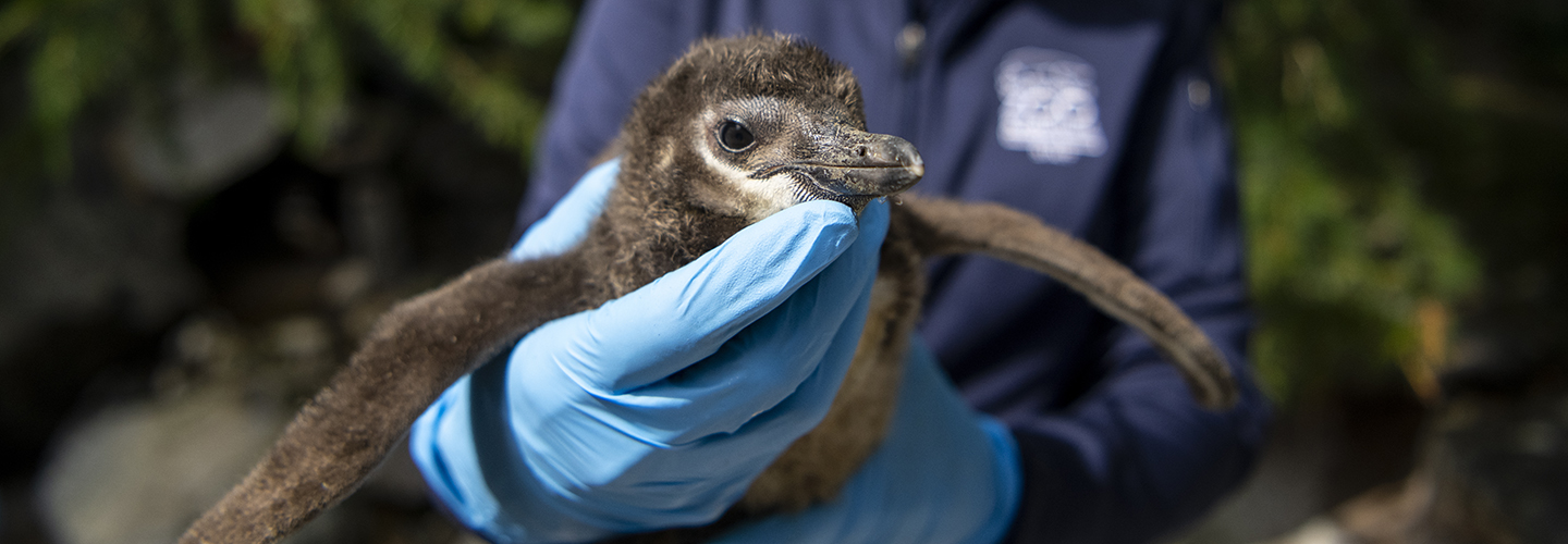 Little arrival: Baby blue penguin chick born at aquarium