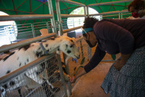 mom feeding goats