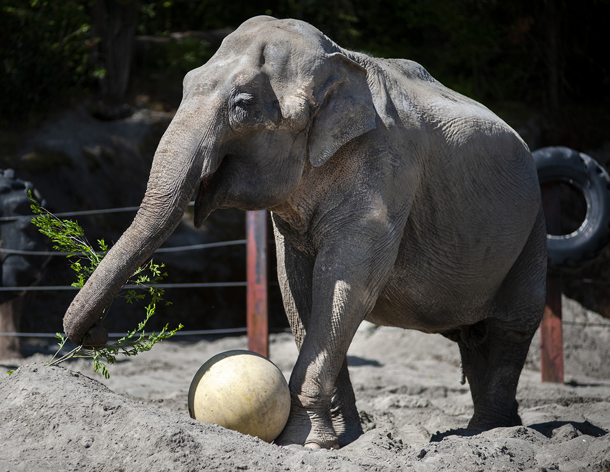 elephant with ball