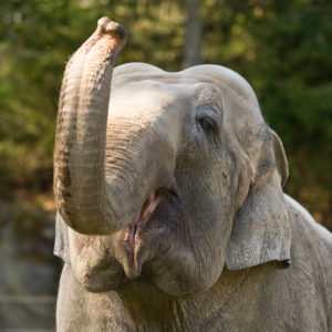 elephant trunk lift