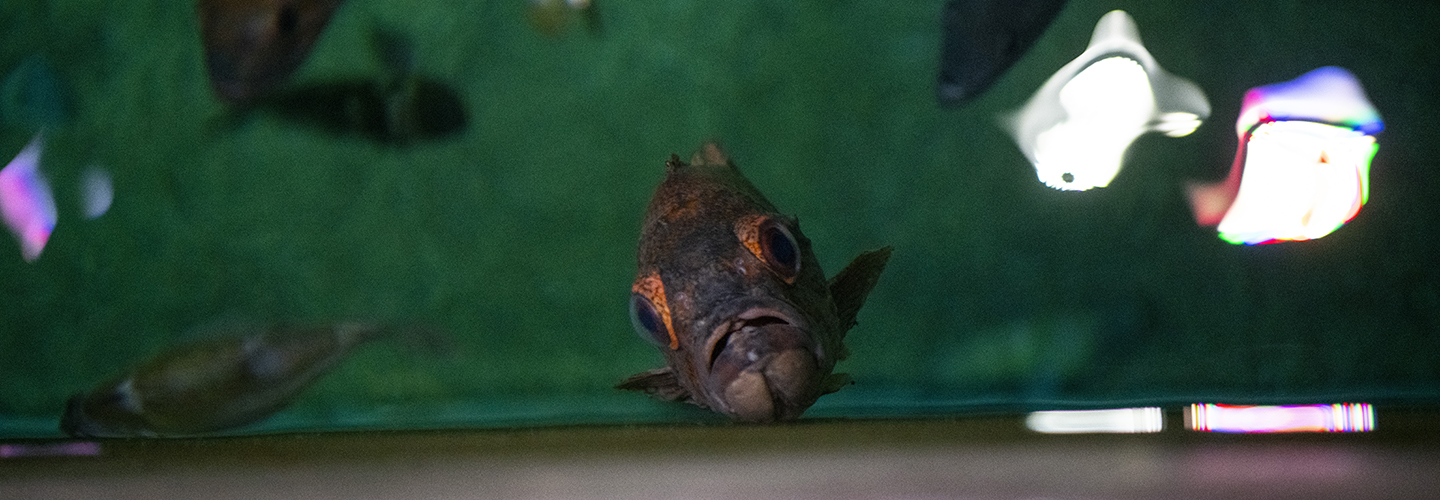 rockfish in water
