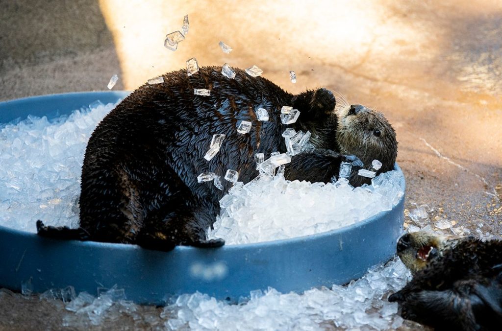 sea otter in pile of ice