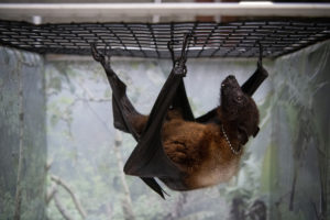 indian fruit bat hanging