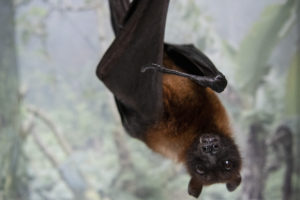 Indian fruit bat