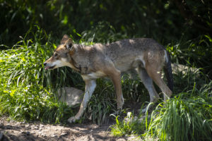 red wolf loping tongue out