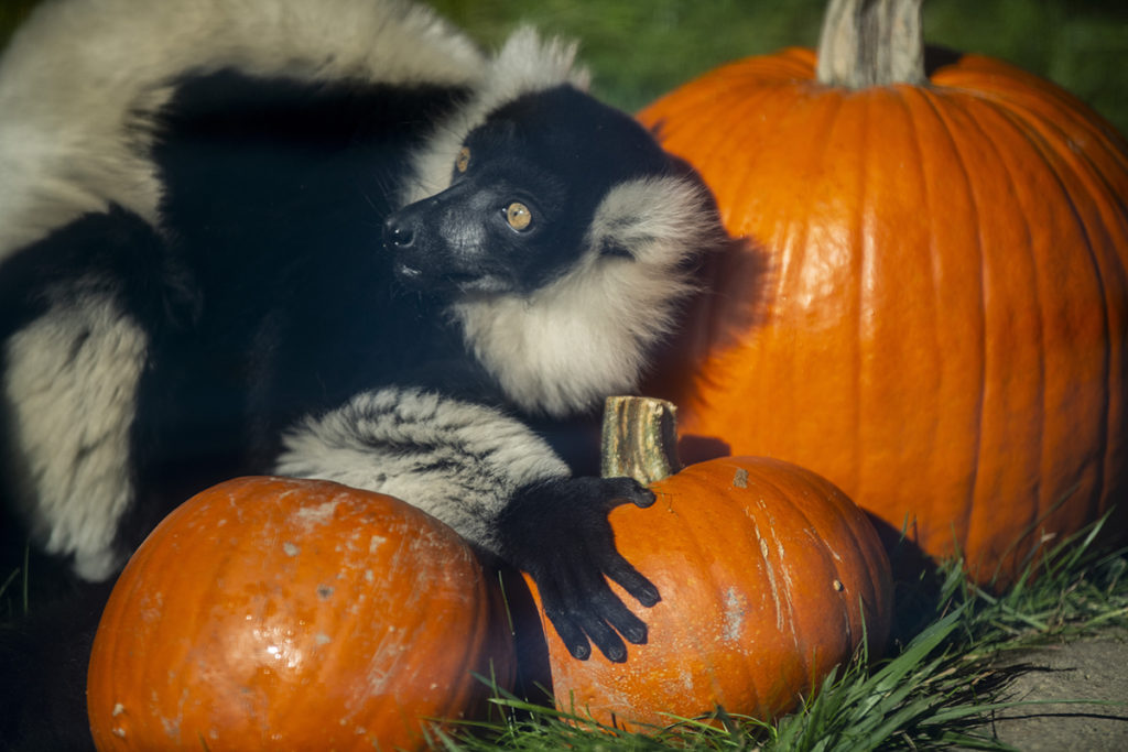 ruffed lemur pumpkin