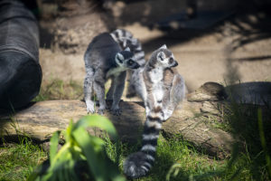 two ring-tailed lemurs