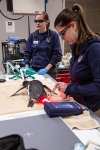 vet tech sara gives light therapy to penguin