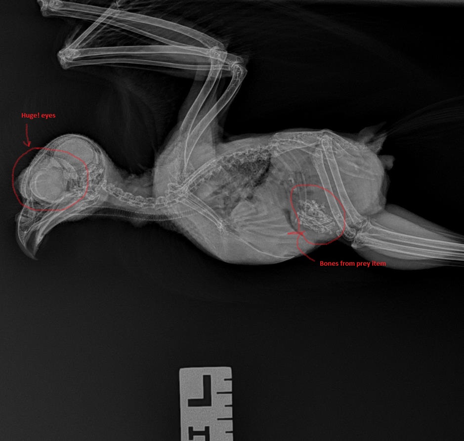 radiograph of burrowing owl