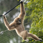 lar gibbon swinging