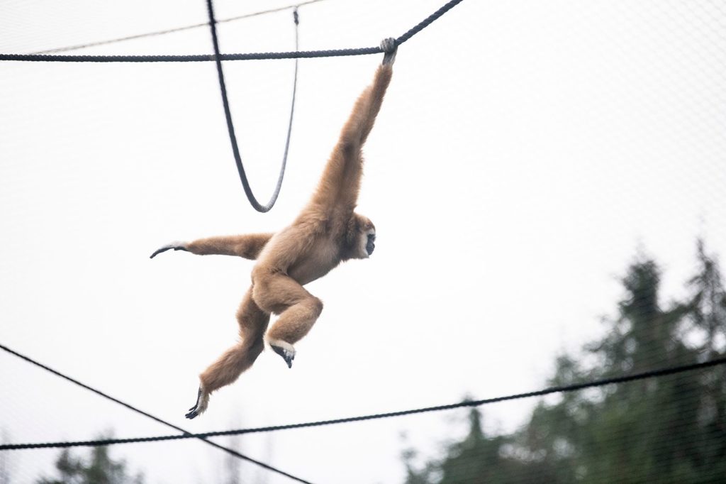 lar gibbon swinging 