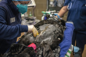 sea otter surgery combing fur